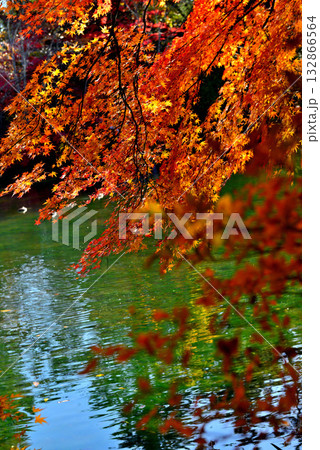 信州　軽井沢の秋　紅葉の雲場池 132866564