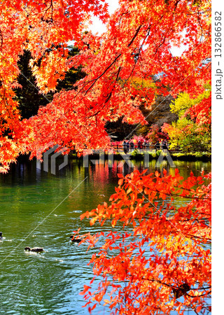 信州 軽井沢の秋 紅葉の雲場池 信州 軽井沢の秋 紅葉の雲場池 132866582