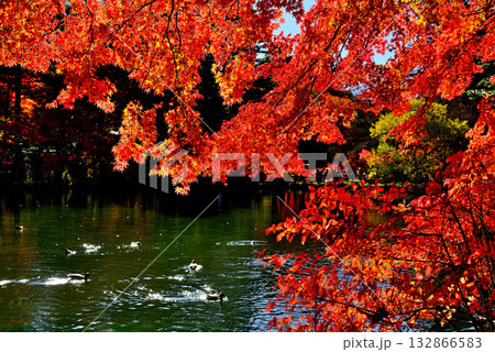 信州 軽井沢の秋 紅葉の雲場池 信州 軽井沢の秋 紅葉の雲場池 132866583