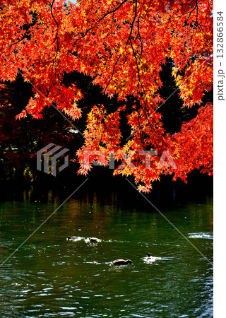 信州　軽井沢の秋　紅葉の雲場池 132866584