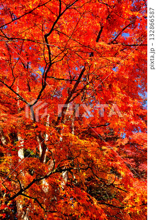 信州 軽井沢の秋 紅葉の雲場池 信州 軽井沢の秋 紅葉の雲場池 132866587