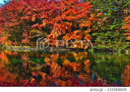 信州　軽井沢の秋　紅葉の雲場池 132866608
