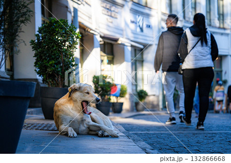 ジョージア•トビリシ、旧市街であくびをする犬 132866668