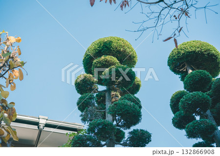 Japanese Gardener 132866908