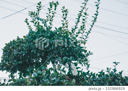 Japanese Gardener 132866929