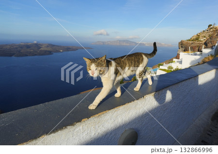 ギリシャ、サントリーニ島のネコ 132866996