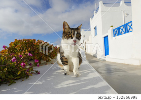 ギリシャ、サントリーニ島のネコ ギリシャ、サントリーニ島のネコ 132866998