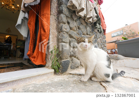 ギリシャ、サントリーニ島のネコ 132867001