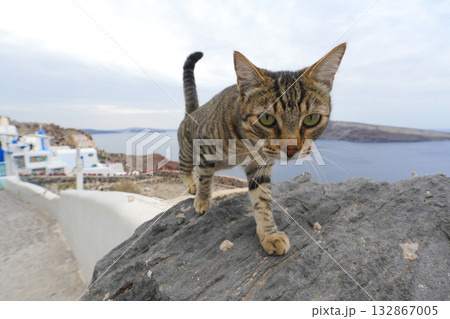 ギリシャ、サントリーニ島のネコ 132867005