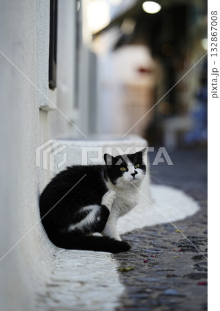 ギリシャ、サントリーニ島のネコ 132867008