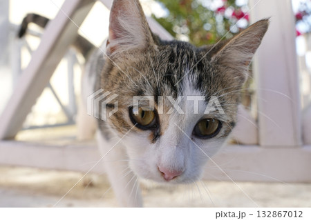 ギリシャ、サントリーニ島のネコ 132867012