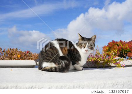 ギリシャ、サントリーニ島のネコ 132867017