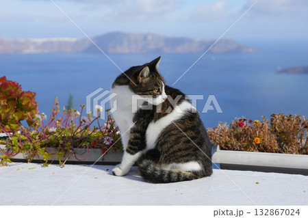 ギリシャ、サントリーニ島のネコ 132867024