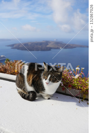 ギリシャ、サントリーニ島のネコ ギリシャ、サントリーニ島のネコ 132867026