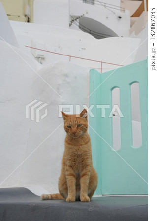 ギリシャ、サントリーニ島のネコ 132867035