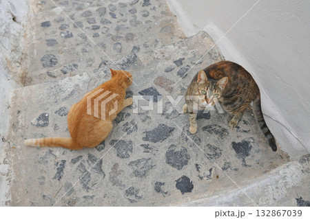 ギリシャ、サントリーニ島のネコ 132867039