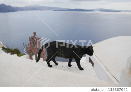 ギリシャ、サントリーニ島のネコ 132867042