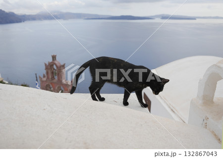 ギリシャ、サントリーニ島のネコ ギリシャ、サントリーニ島のネコ 132867043