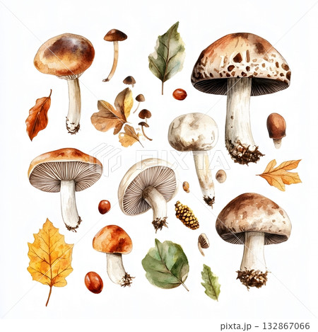 水彩ボタニカル素材：きのこ＆秋の葉クリップアート 132867066