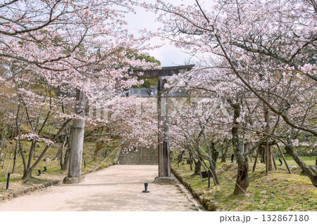 Pink cherry blossom tunnel at torii gate of Homangu Kamado shrine, Fukuoka Pink cherry blossom tunnel at torii gate of Homangu Kamado shrine, Fukuoka 132867180