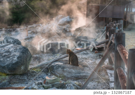 Cute tabby cat on rock of mt. Unzen Hell valley Jigoku at sunset 132867187