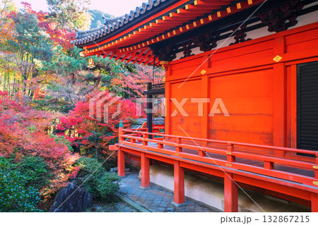 Bishamondo red temple terrace by colorful maple leaf in fall, Kyoto 132867215