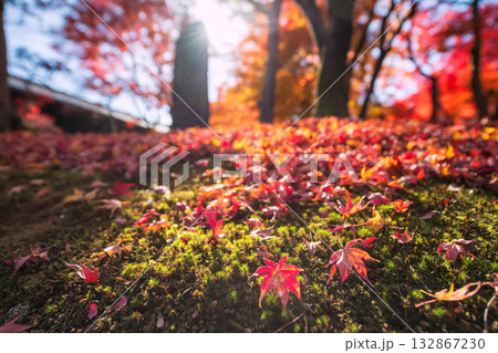 Fallen red maple leaf on moss by stone statue, tofuku-ji temple, Kyoto Fallen red maple leaf on moss by stone statue, tofuku-ji temple, Kyoto 132867230
