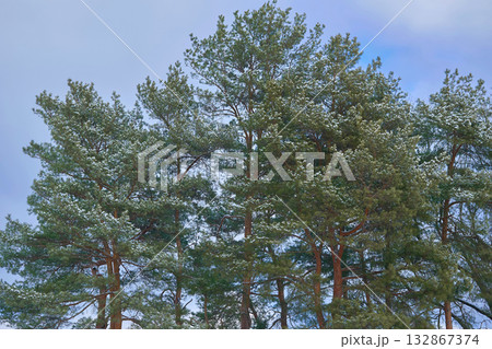Winter calm mood. Peace quiet in a winter forest with pine trees Winter calm mood. Peace quiet in a winter forest with pine trees 132867374