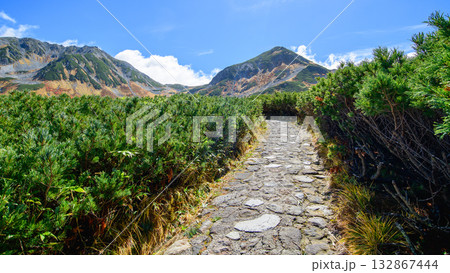紅葉する室堂平ハイマツ茂る散策路 立山黒部アルペンルート 富山県 紅葉する室堂平ハイマツ茂る散策路 立山黒部アルペンルート 富山県 132867444