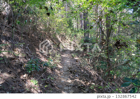 大垂水から一丁平に向かう登山道(高尾山) 大垂水から一丁平に向かう登山道(高尾山) 132867542