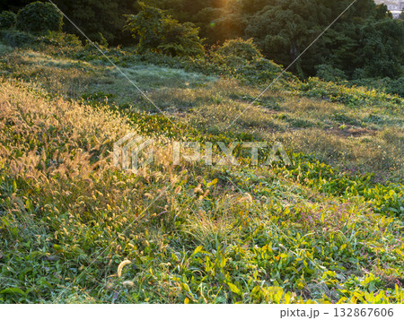 朝日に輝く野原の風景 132867606