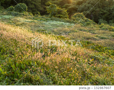 朝日に輝く野原の風景 132867607