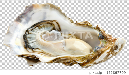 Fresh opened oyster isolated on white background png transparent clipart. 132867799