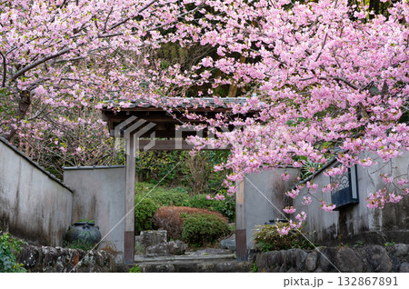 伊豆の早春の風景、河津桜 伊豆の早春の風景、河津桜 132867891