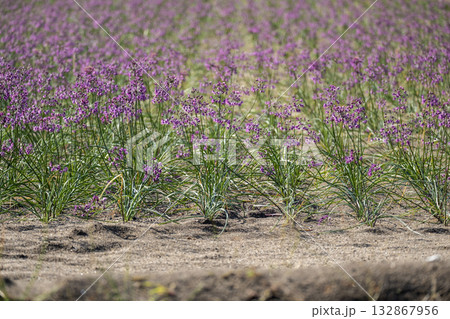 ラッキョウの花　鳥取県北栄町 132867956