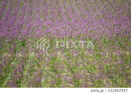 ラッキョウの花　鳥取県北栄町 132867957