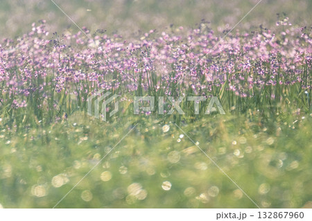 ラッキョウの花　鳥取県北栄町 132867960