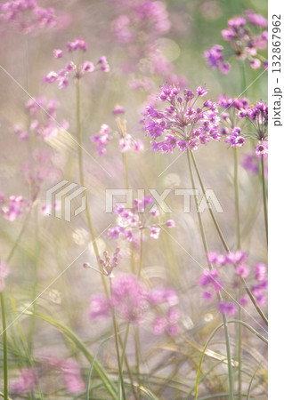 ラッキョウの花　鳥取県北栄町 132867962