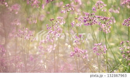 ラッキョウの花　鳥取県北栄町 132867963