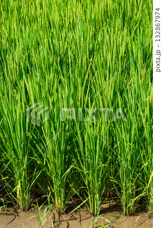《夏の稲穂》すくすく育つ稲 132867974