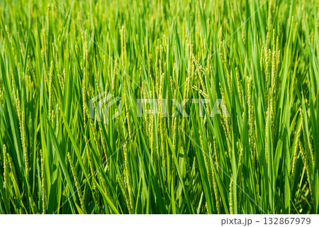 《夏の稲穂》すくすく育つ稲 132867979