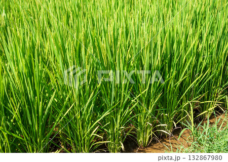《夏の稲穂》すくすく育つ稲 132867980