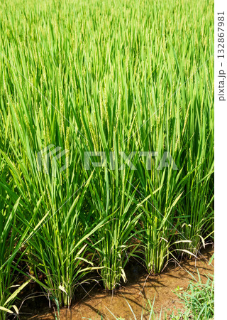 《夏の稲穂》すくすく育つ稲 132867981