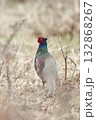 早春の高ボッチ高原のキジ 132868267