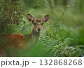 二ホンジカ若鹿雄 132868268
