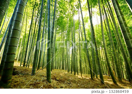 京都府　伏見稲荷大社　竹の下道　京都市伏見区深草藪之内町　2022 年 2月 132868459