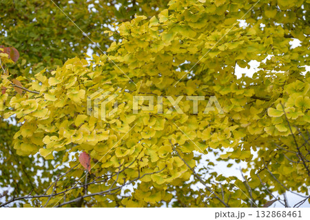 イチョウ 並木 黄色 秋 冬 11月 イメージ 132868461