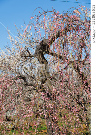 満開になった枝垂れ梅 132868615