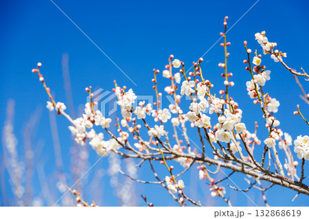 青空に映える満開の白梅 132868619