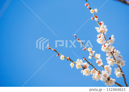 青空に映える白梅のアップ 青空に映える白梅のアップ 132868621